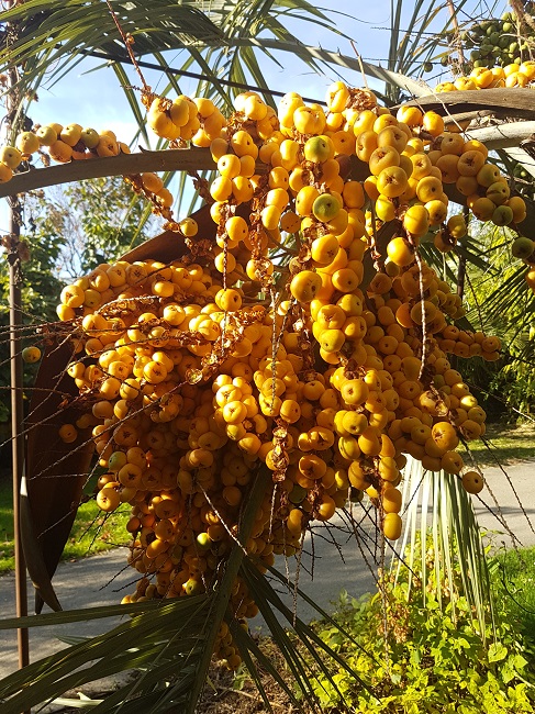 Butia capitata GB oct 2017 (1).jpg