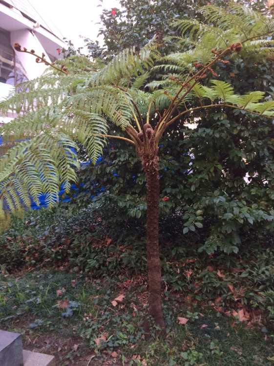 Cyathea ?