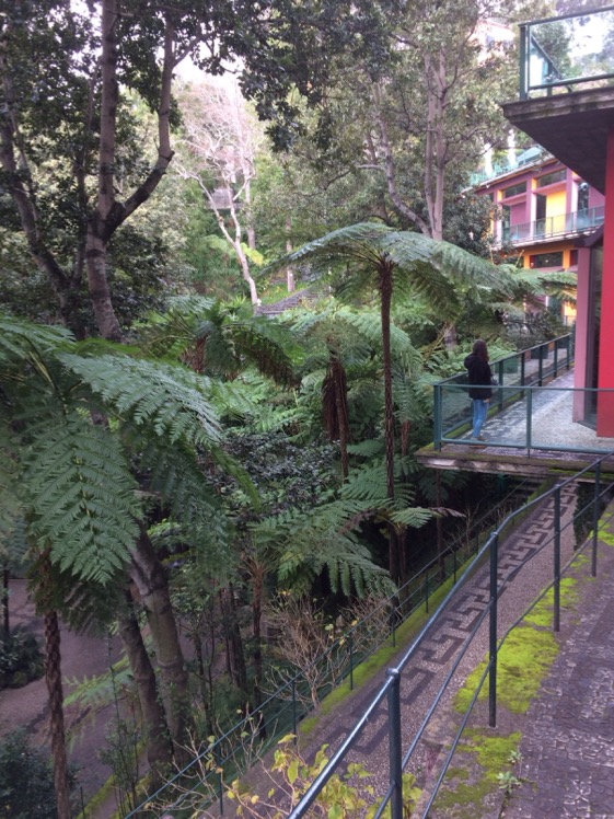 Cyathea cooperi