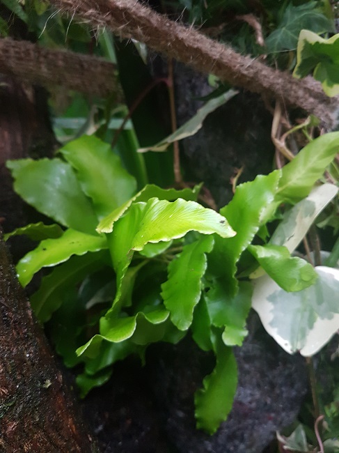 Asplenium scolopendrium support B 19022018 (1).jpg