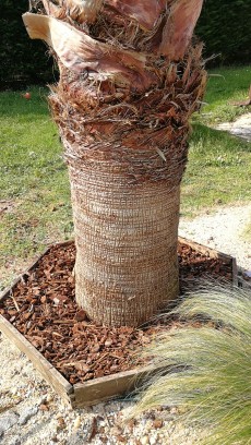 Washingtonia filifera ou robusta???