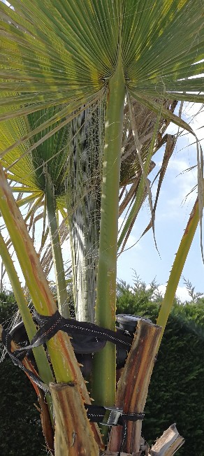 Washingtonia filifera ou robusta?