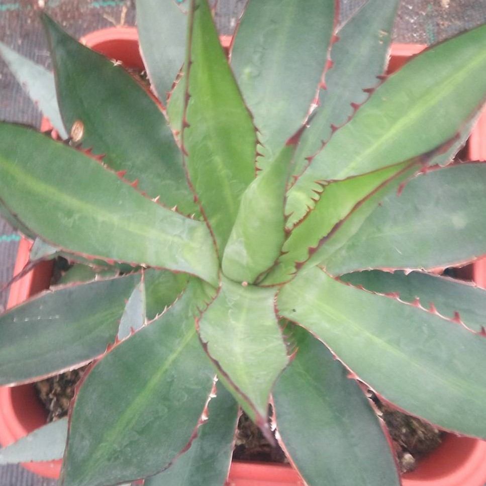 agave lophantha origine UK (FILEminimizer) (2).jpg