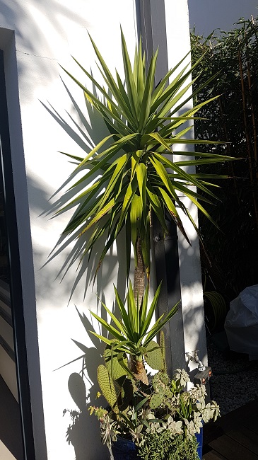 Yucca elephantipes boutures fevr 2018 (3).jpg