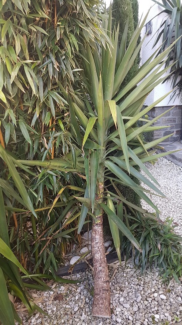 Yucca elephantipes boutures fevr 2018 (1).jpg