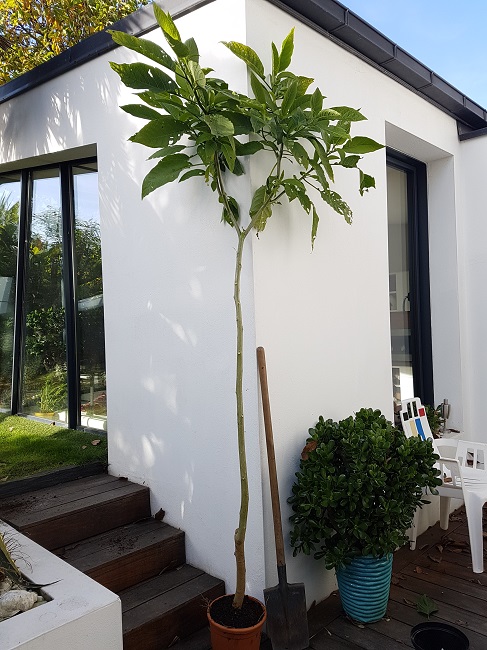 Brugmansia en arbre N1 oct 2017.jpg