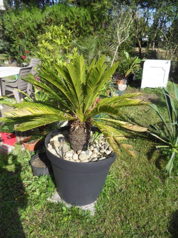 Cycas 1