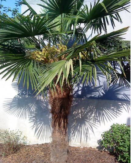palmiers ay.jpg