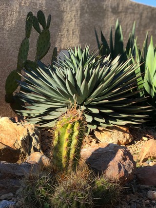 agave blue glow fev 2018 1 réduite.jpg