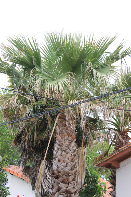 Washingtonia filifera 20130622_3093_1.JPG