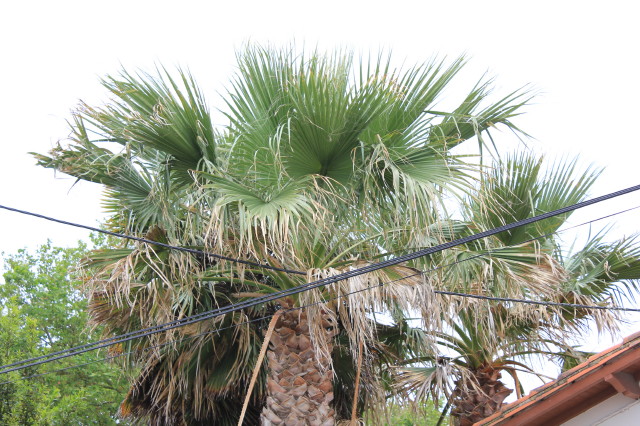 Washingtonia filifera 20130622_3096_1.JPG