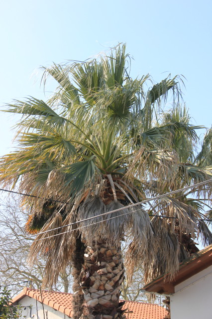 Washingtonia filifera 20180224_0946_1.JPG