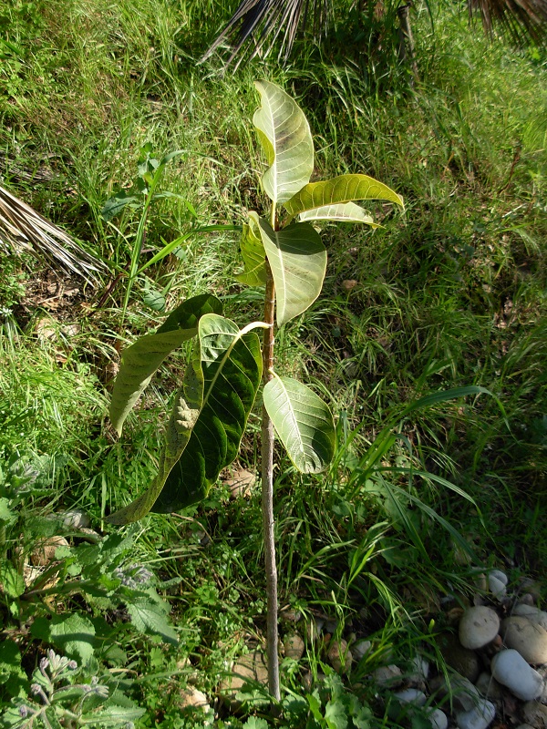 ficus lusithaniana intact, il a même conservé ses feuilles!