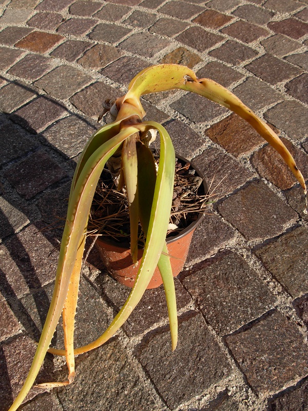 aloe sabaea je crois que c'est un des plus fragiles que j'ai!