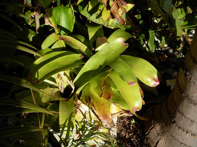 neoregelia johannis intact est resté sans protection sous la neige