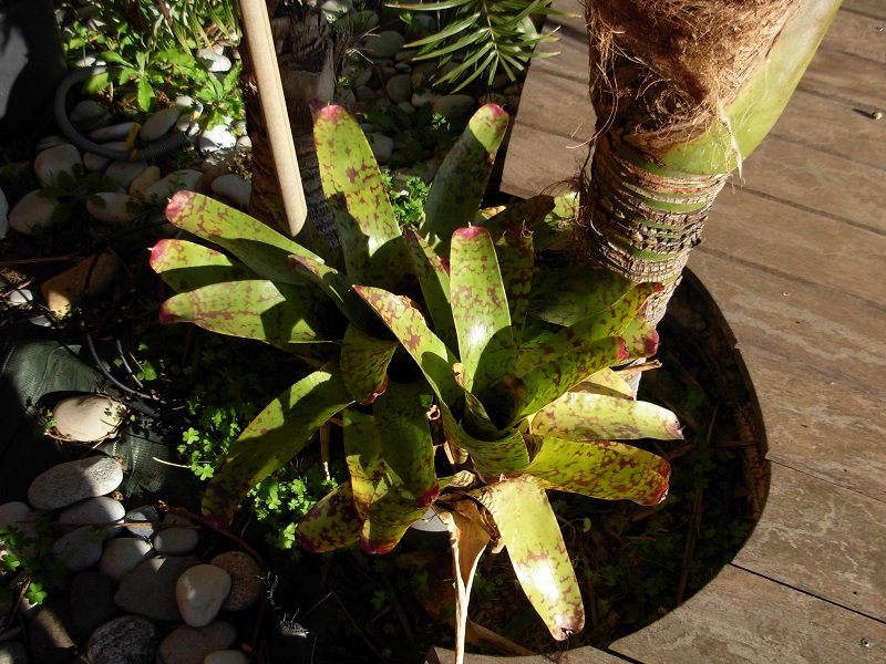 neoregelia marmorata lemme intact