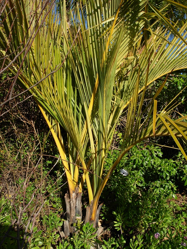 jubaeopsis intact