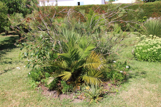 Jubaea chilensis 20130802_4900.JPG