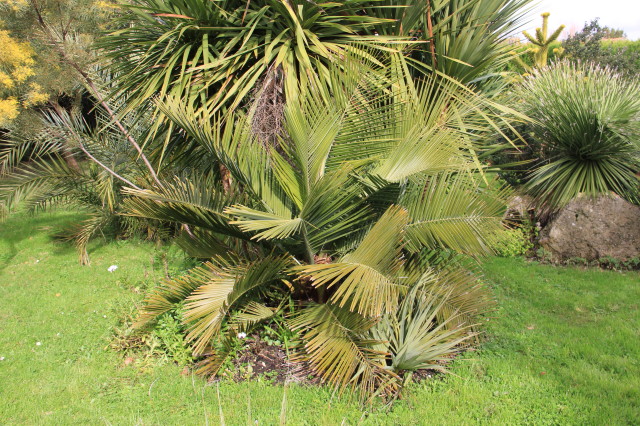 Jubaea chilensis 20180217_0568.JPG