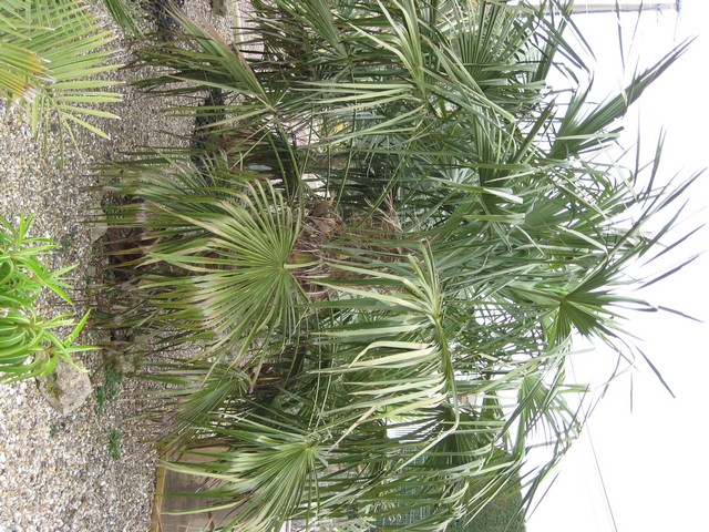 trachycarpus