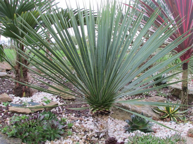 yucca rostrata septembre 2017.JPG