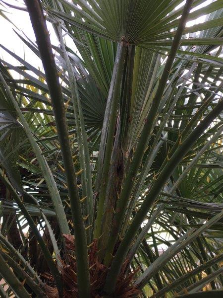 Autre palmier 1