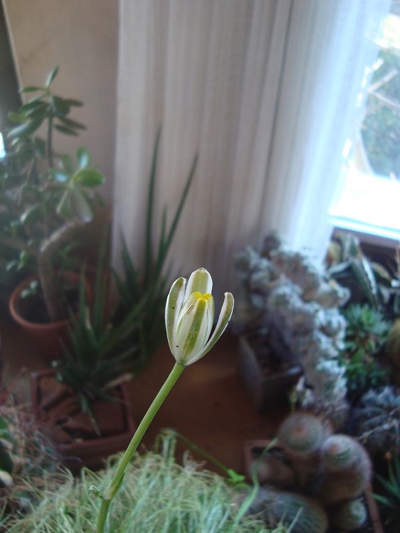 Albuca shawii.JPG