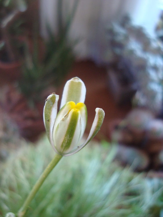 Albuca shawii (2).JPG