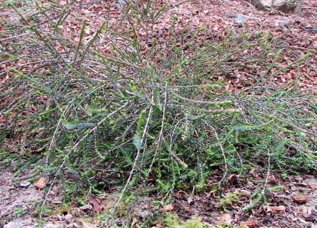 melaleuca gibbosa (Copier).JPG