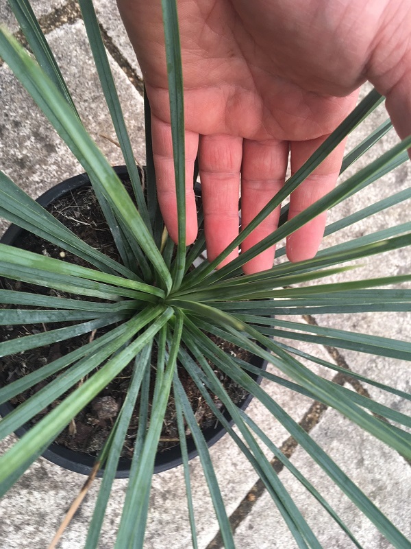 yucca linearifolia bleu X yucca thompsoniana 2 REDIM.jpg