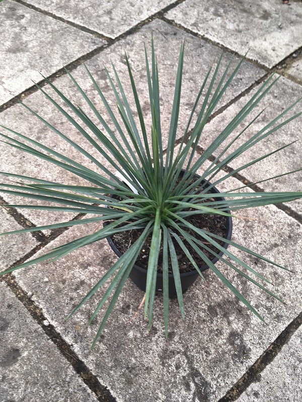 yucca linearifolia bleu X Yucca thompsoniana 1 REDIM.jpg