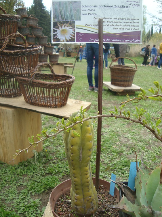 Echinopsis pachanoi.JPG