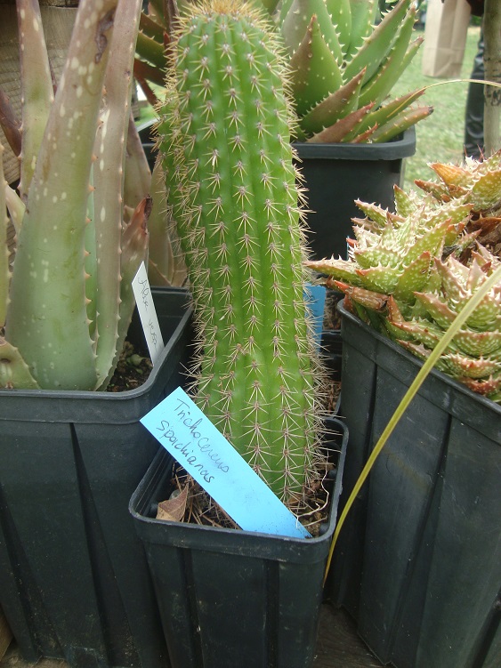 Trichocereus spachianus.JPG