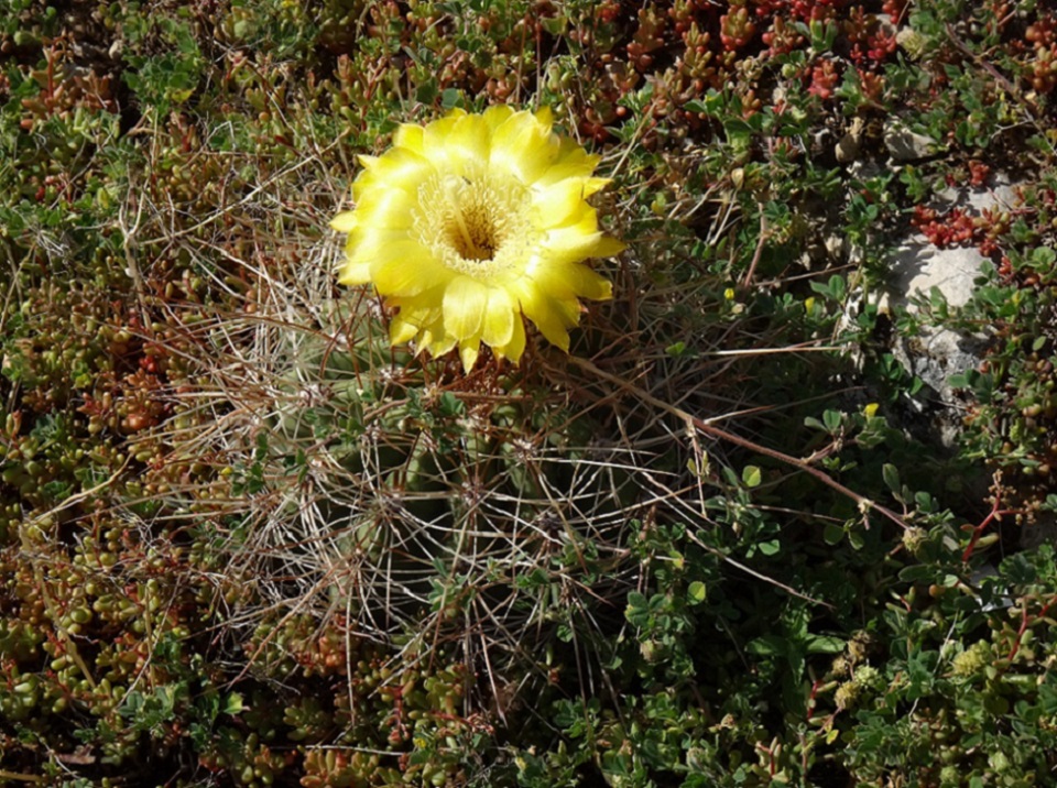 Sohrensia bruchii en fleur.JPG