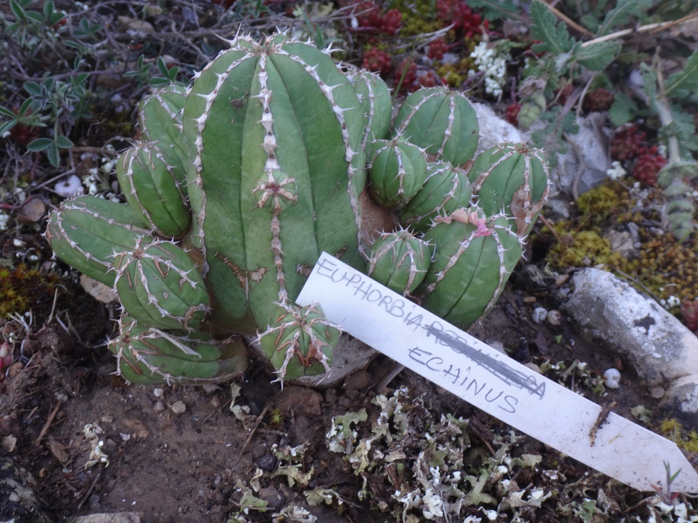 Euphorbia echinus .JPG