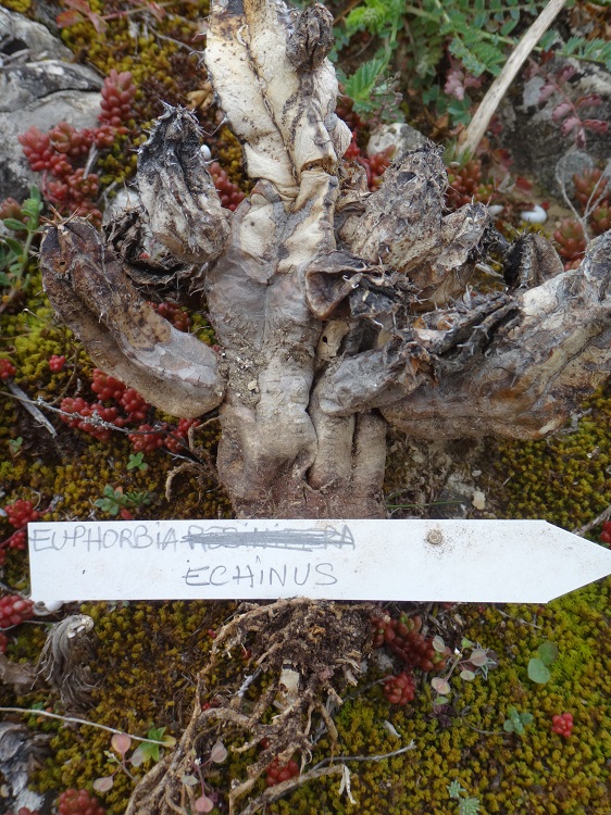 Euphorbia echinus dead.JPG