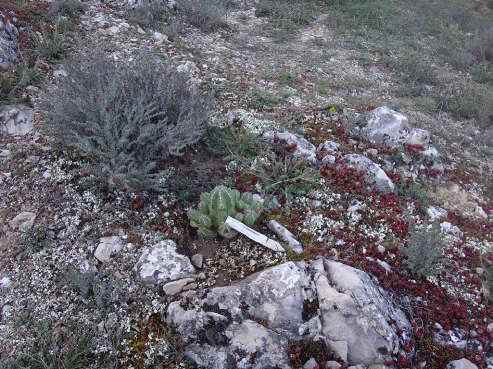 Euphorbia echinus alive.JPG