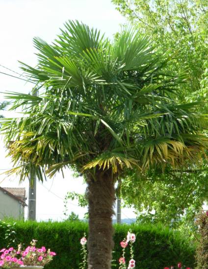 TRACHYCARPUS AY09.jpg