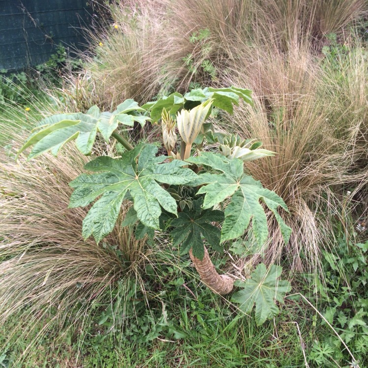 Tetrapanax, qui a fait 2 beau rejets .