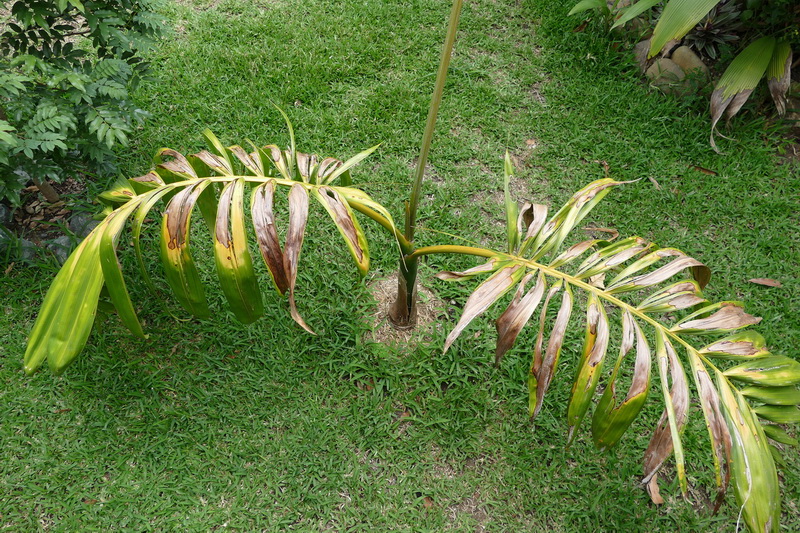 Chambeyronia macrocarpa 02.JPG