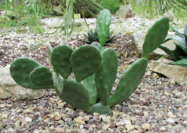 opuntia (Copier).JPG