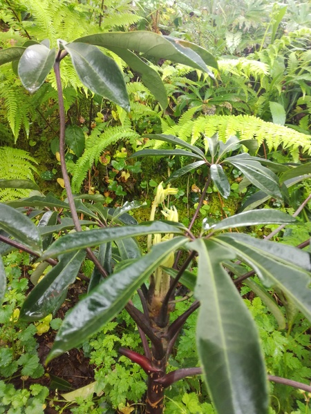 Schefflera rhododendrifolia en train de débourrer