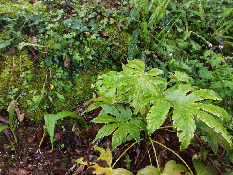 Fatsia 'Spider web'