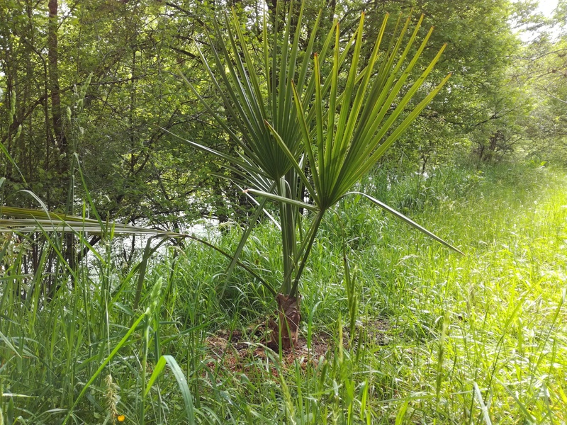 Sabal x? prépare une inflorescence,cela aidera peut être pour l'identification