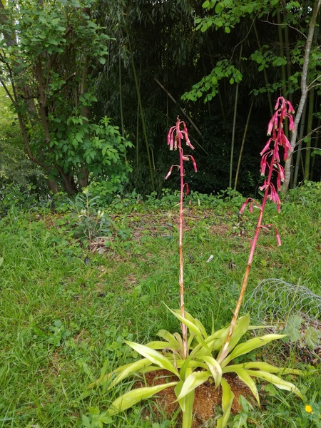 yucoides en fleur, Tetrapanax. T. rex en cage (avec un nom pareil, c'est pas étonnant)