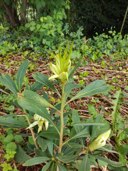 Nouvelle pousse de Telopea 'shady lady white'