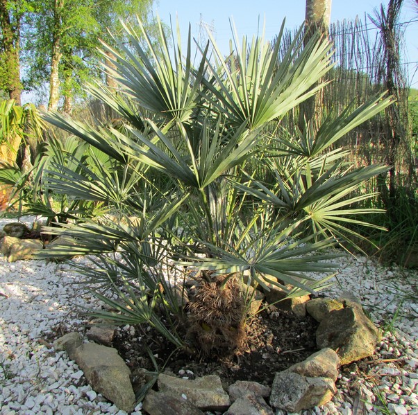 chamaerops humilis argentea (Copier).JPG