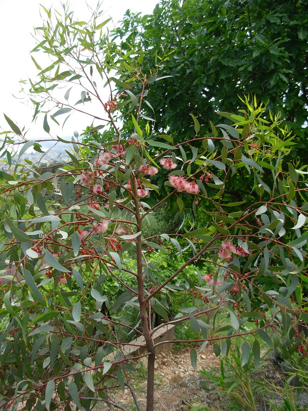 eucalyptus torquata