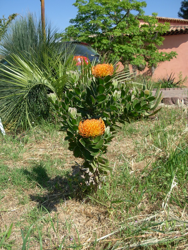 leucospermum patersonnii