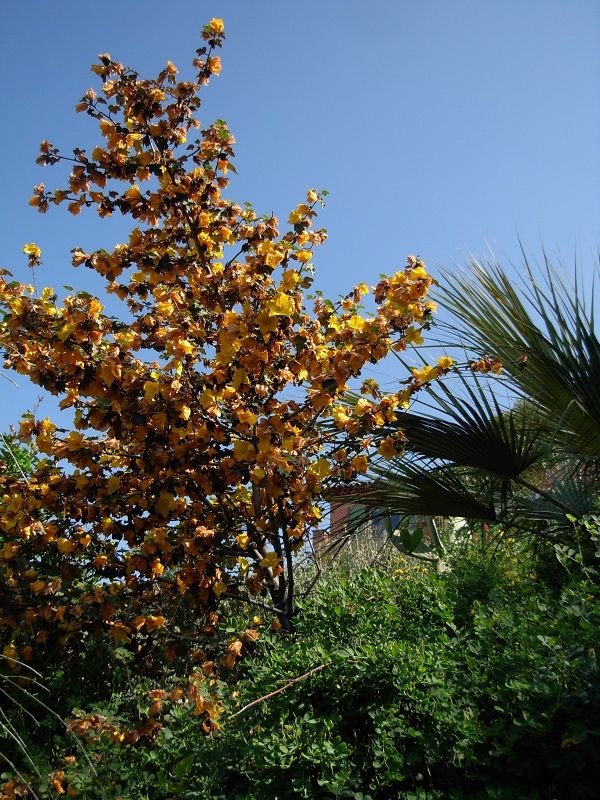 fremontodendron